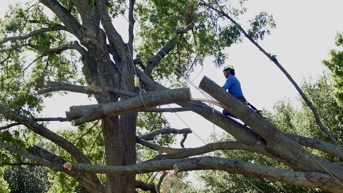 Professional Crown Thinning performed by certified arborists in Dougherty