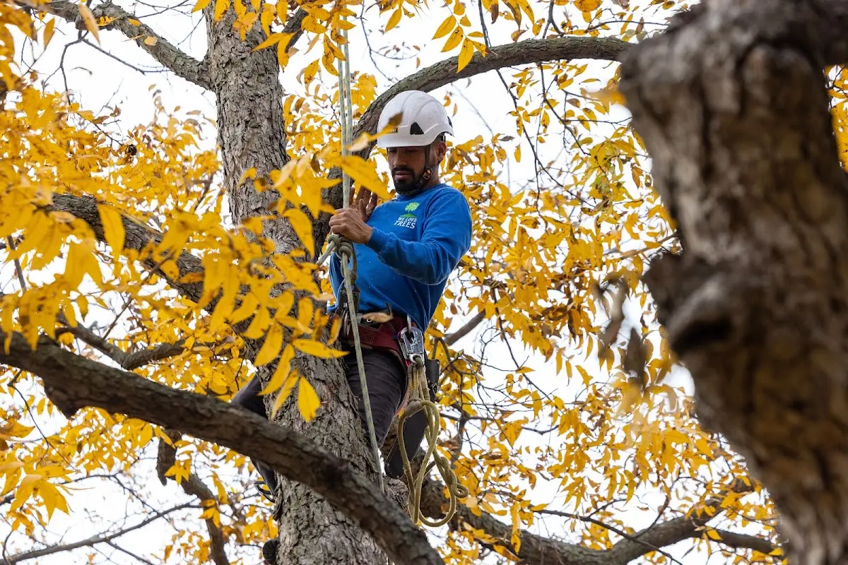 Skilled Tree Transplanting crew working in Dougherty